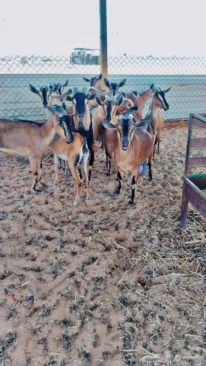 ماعز يماني لون الصيد 2
