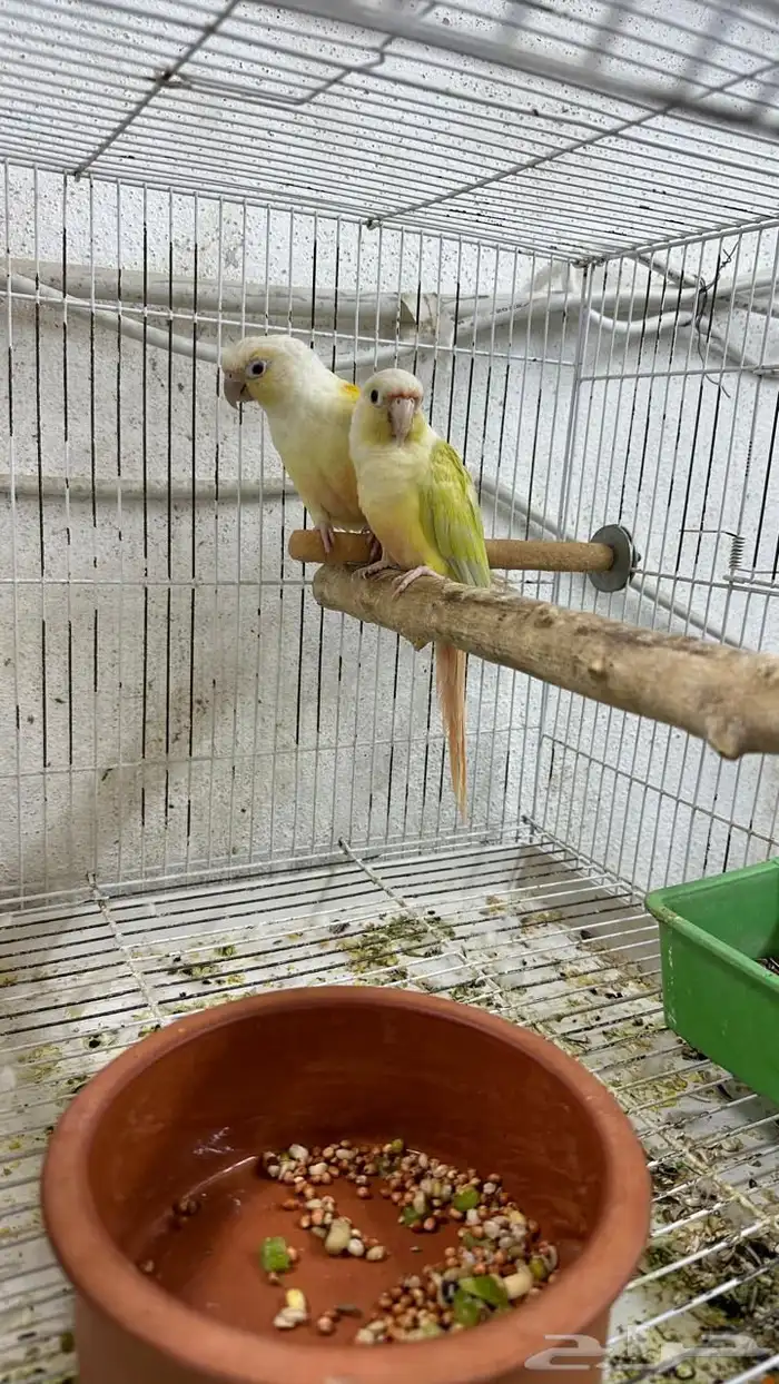 زوج مون شيك منتج 4