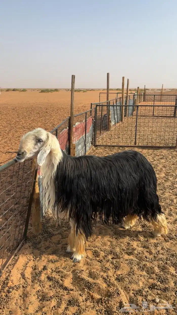 فحل نجدي مشروط 1