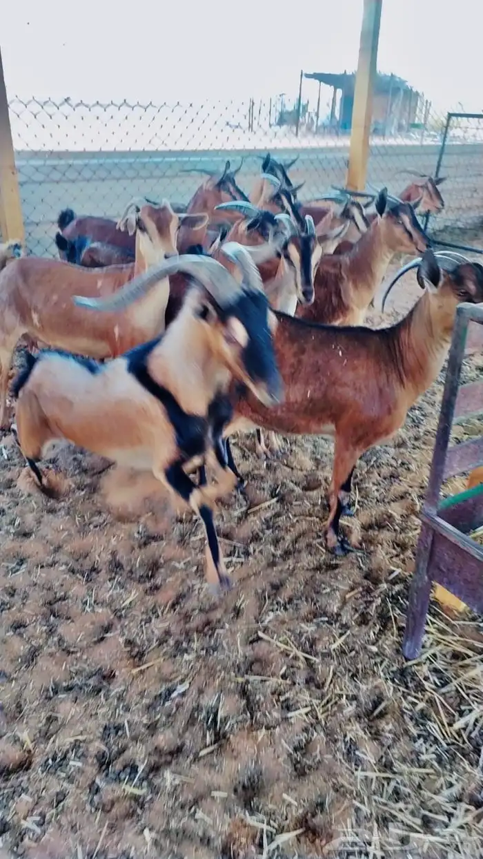 ماعز يماني لون الصيد 4
