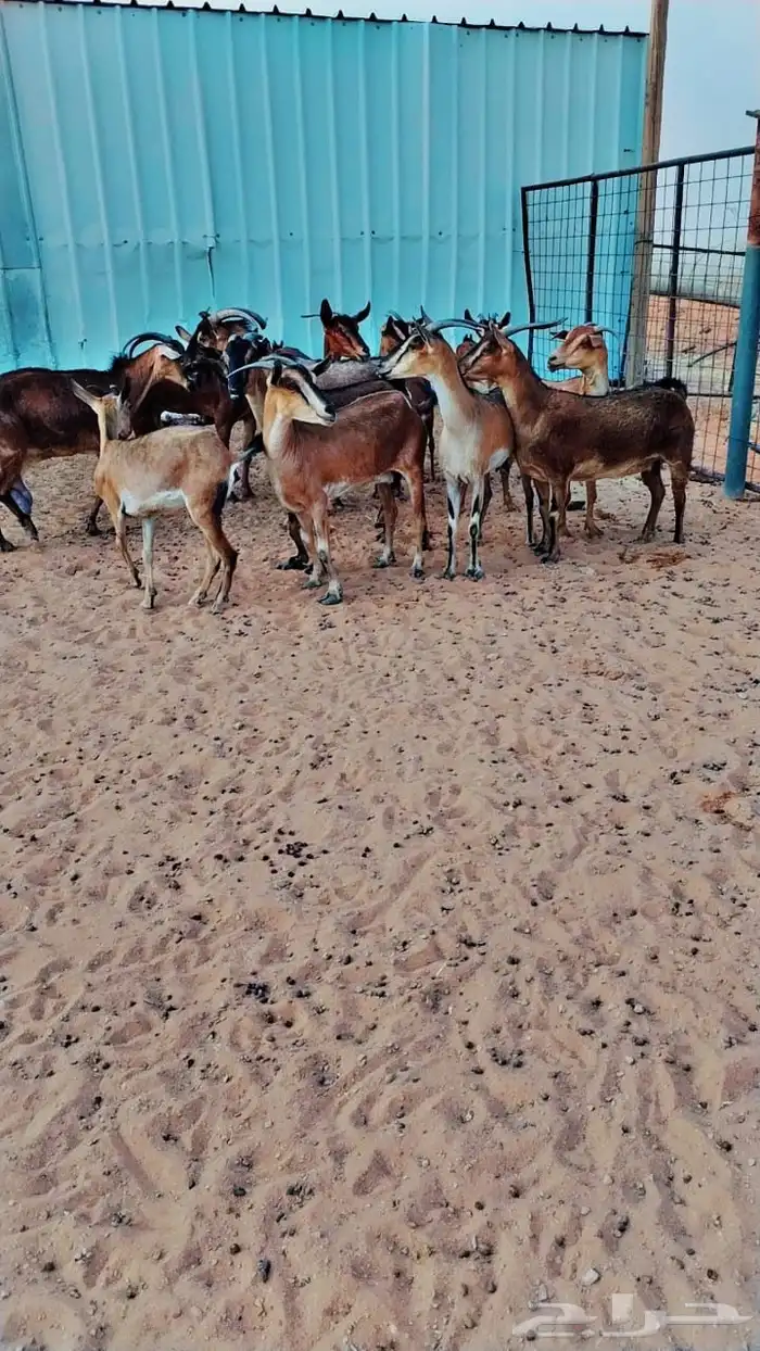 ماعز يماني لون الصيد 1