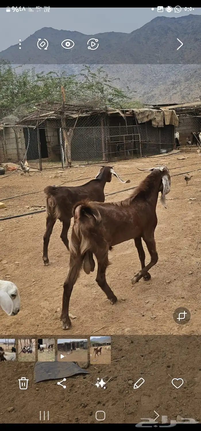 معزا 2