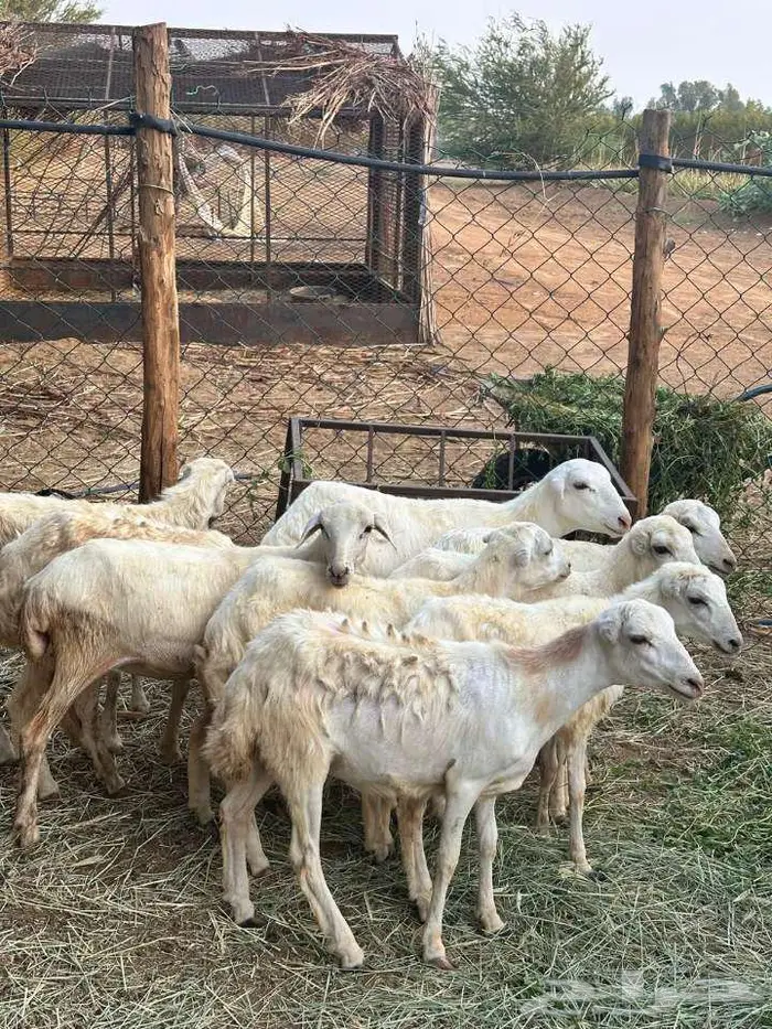 للبيع 10رخيل بلدي فواخر 1