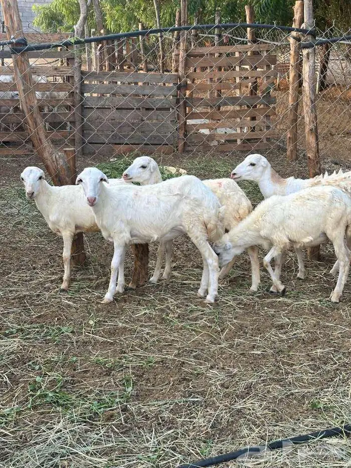 للبيع 10رخيل بلدي فواخر 0