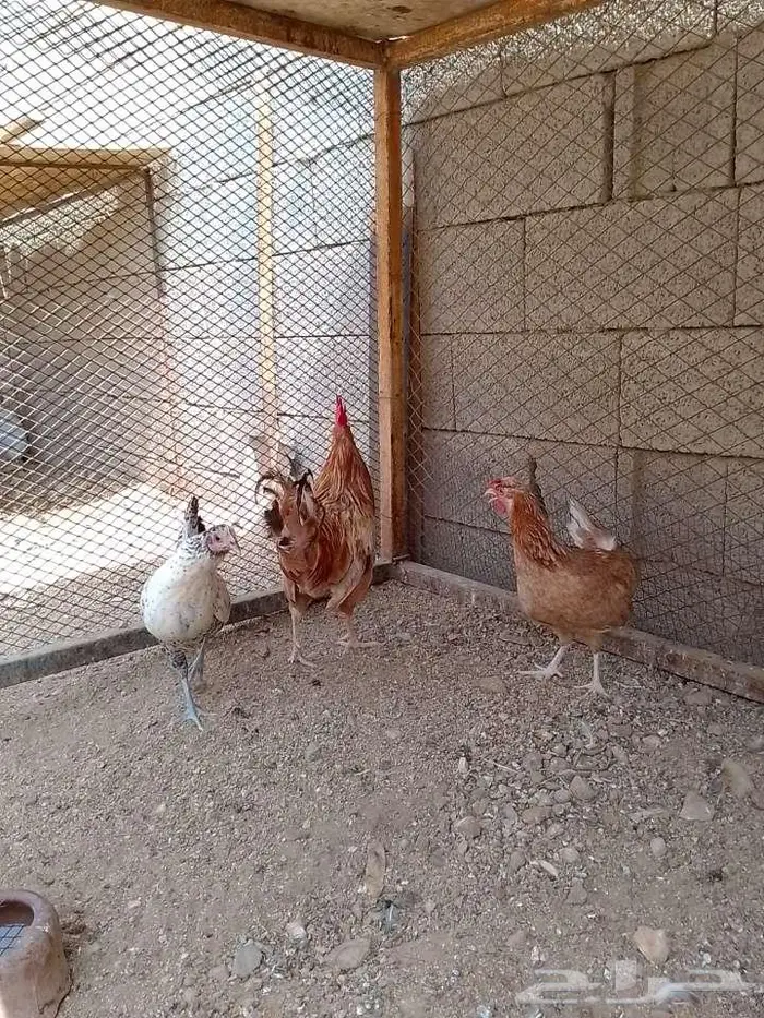 دجاج بلدي ماكنتوش منتج بالحرازات 1