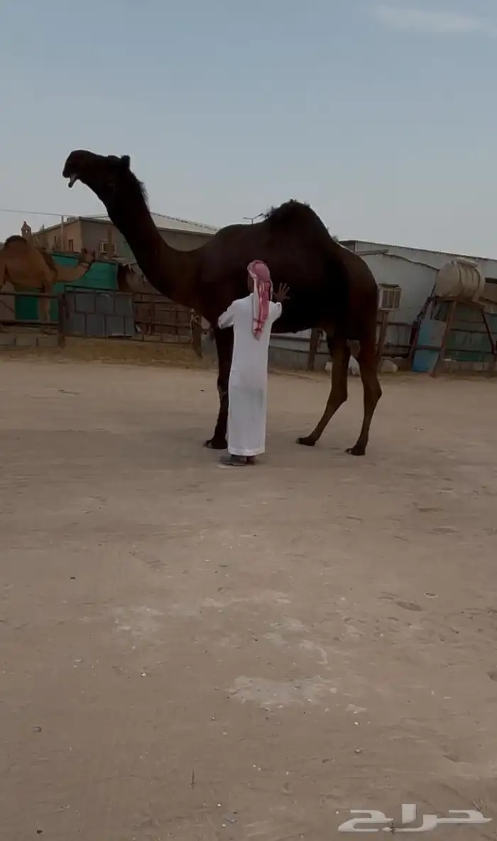 فحل كفو ولد موقف بن بخيته 0