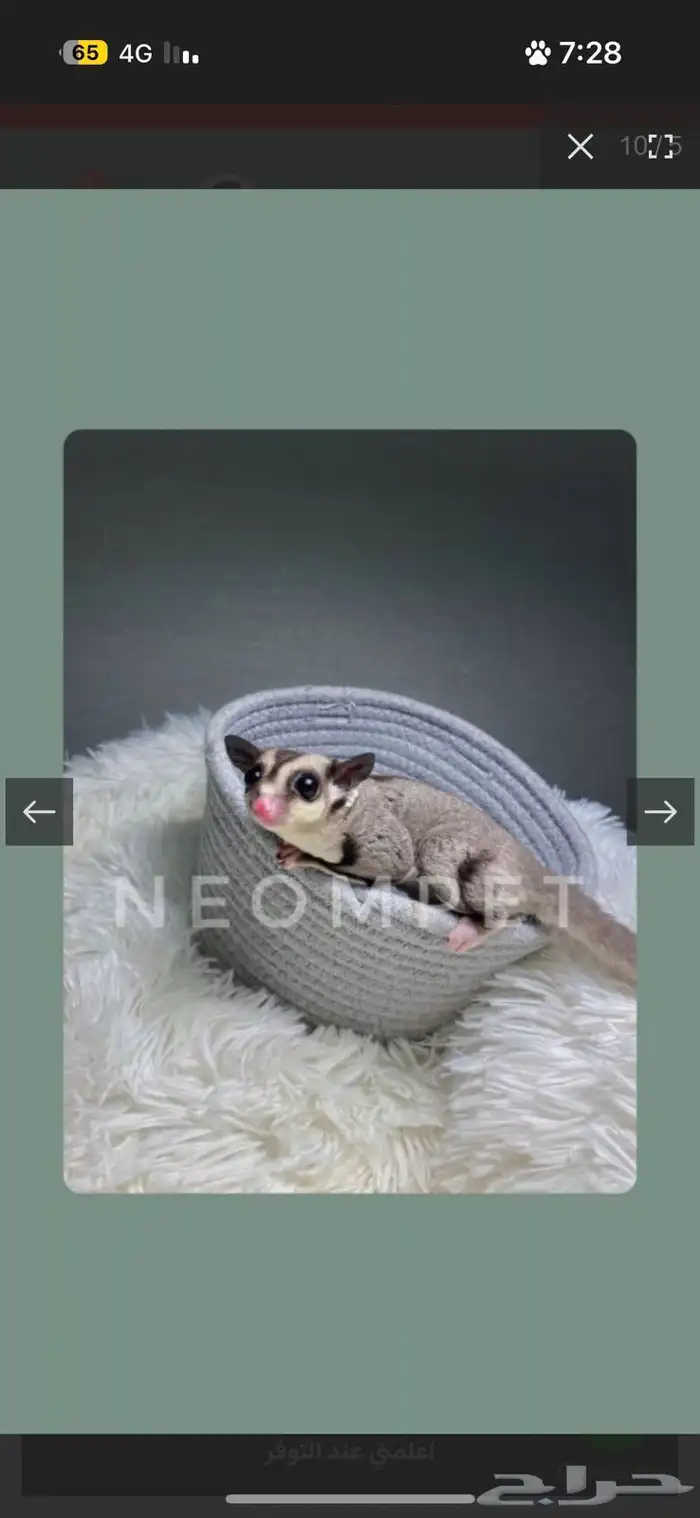 سناجب قلايدر بجدة 0