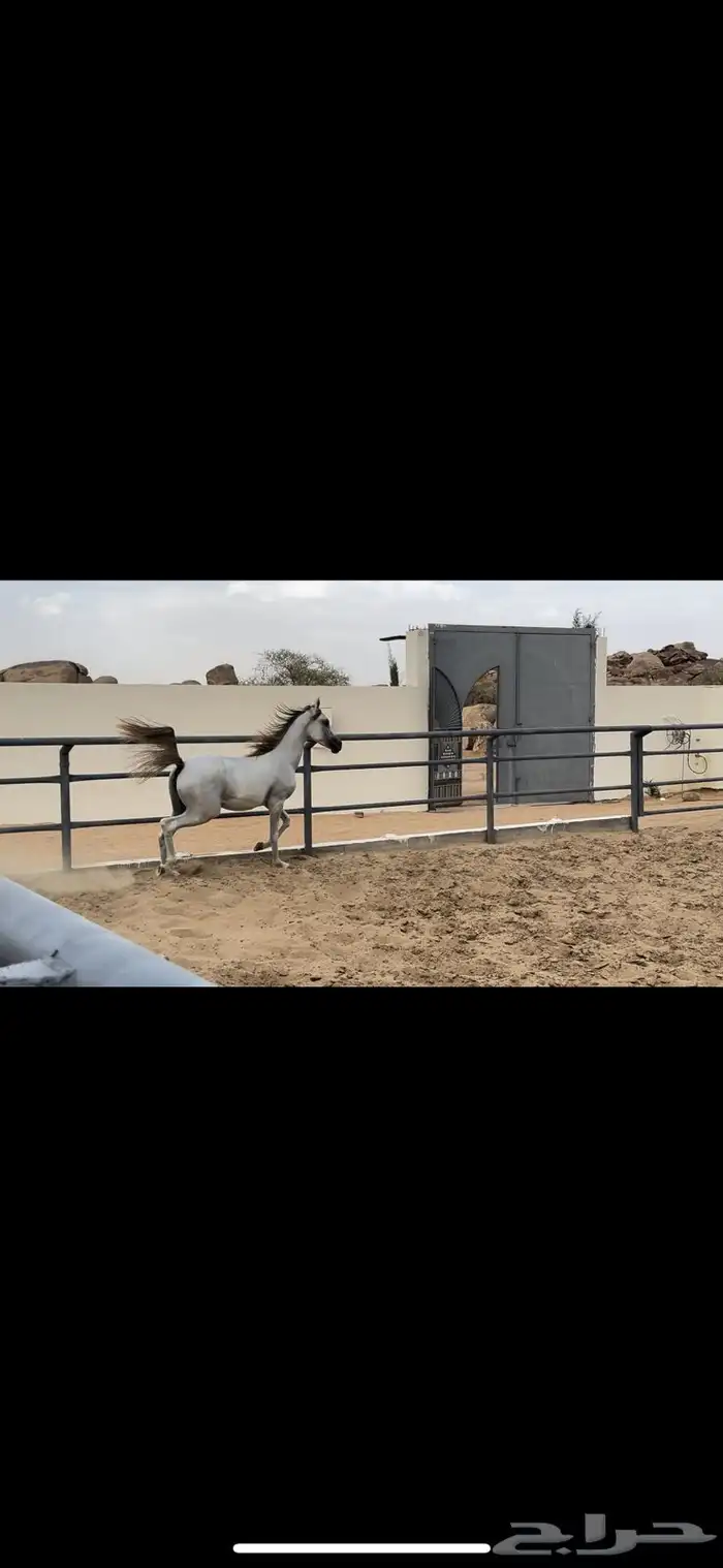 مهره فاخره 1