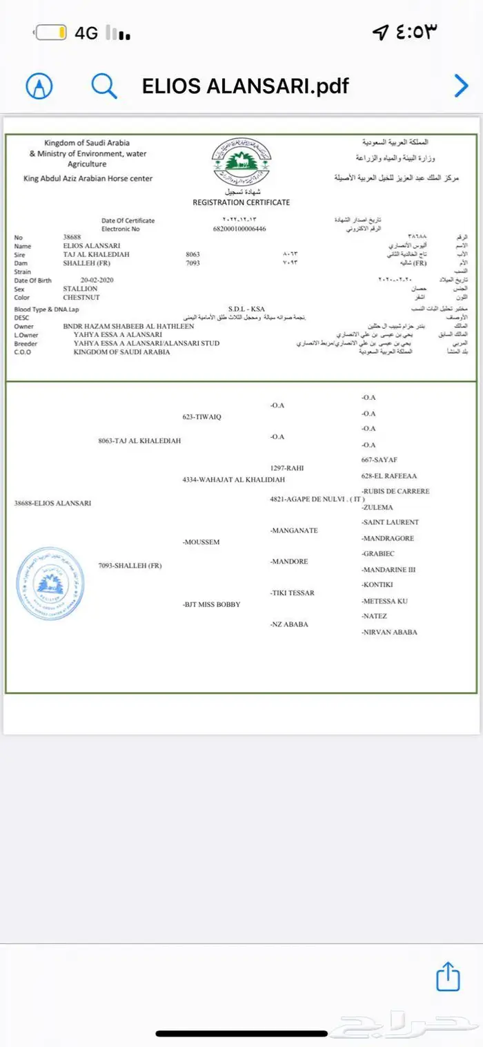 خيل جزيري فرنسي 3