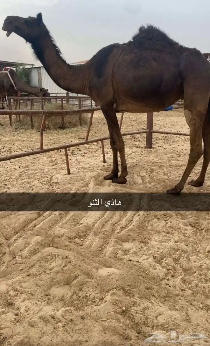 للبيع ثنو خفوت 0