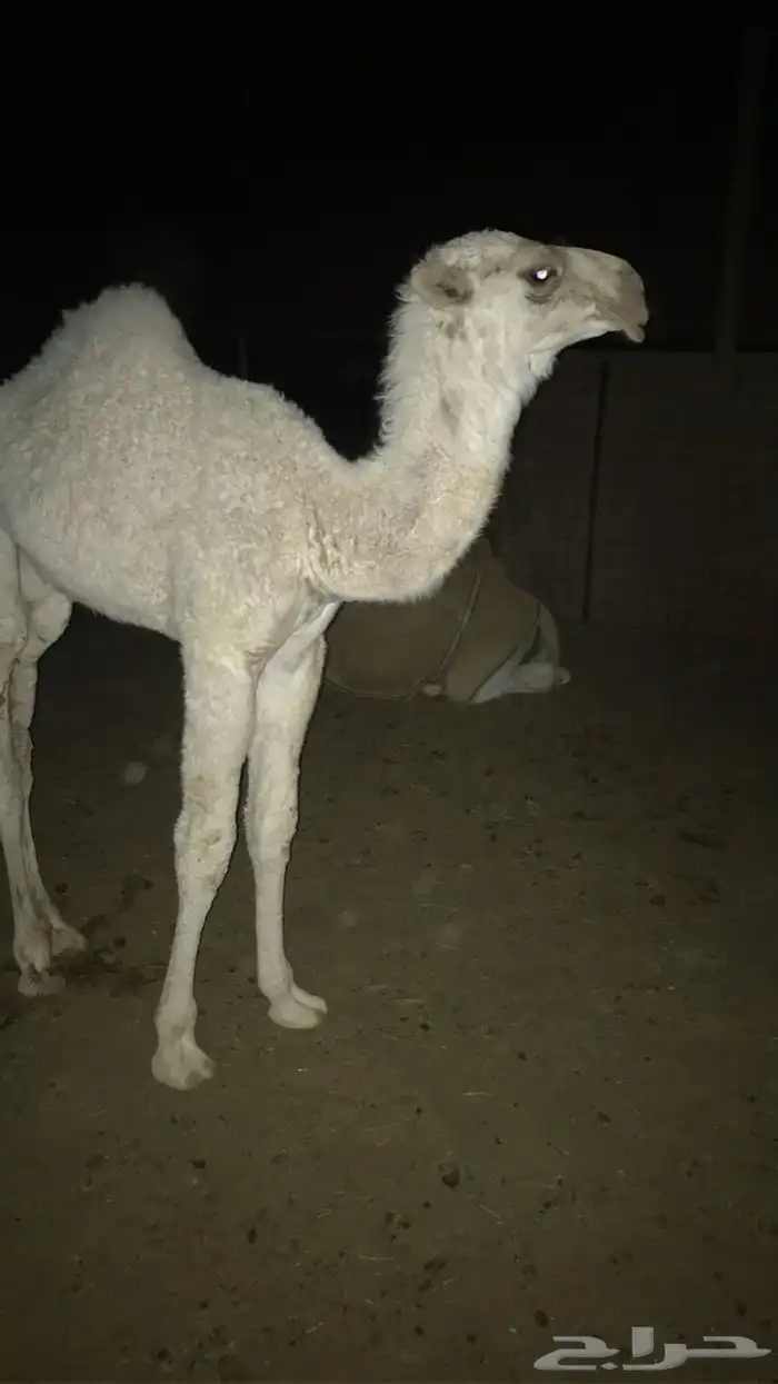 عشاير وضح للبيع 3