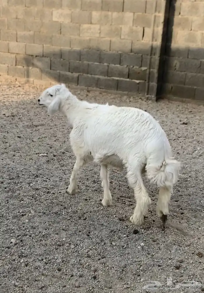 خروف هرفي كفو 1