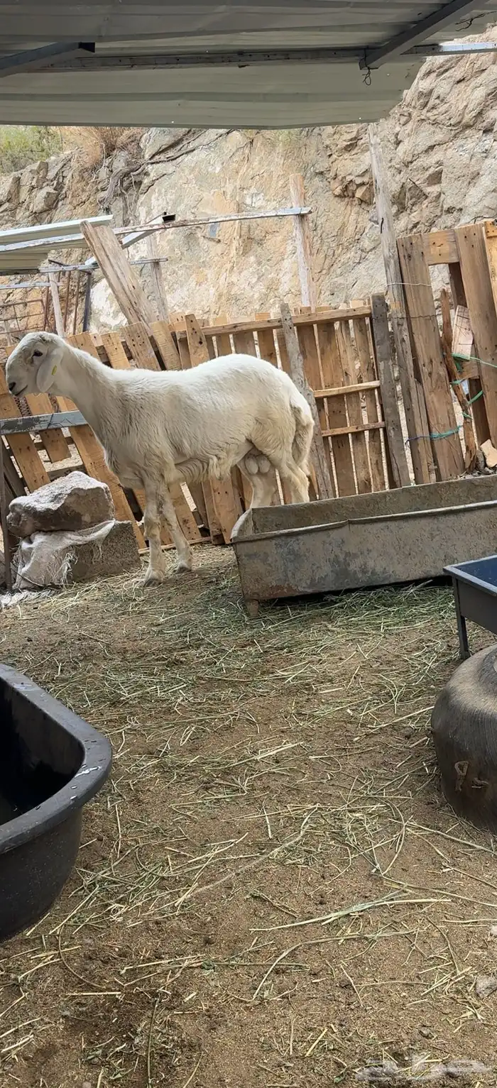 مشروع فحل طلي صنف الصنف 3
