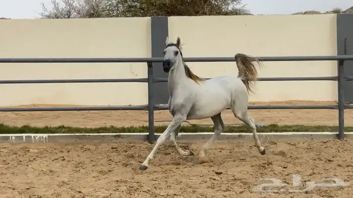 مهره فاخره 0