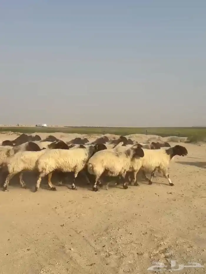 غنم نعيم صنف وفاخره وطيبه للبيع 8