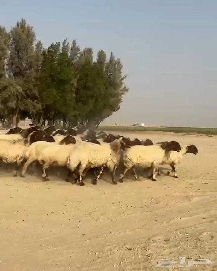 غنم نعيم صنف وفاخره وطيبه للبيع 5