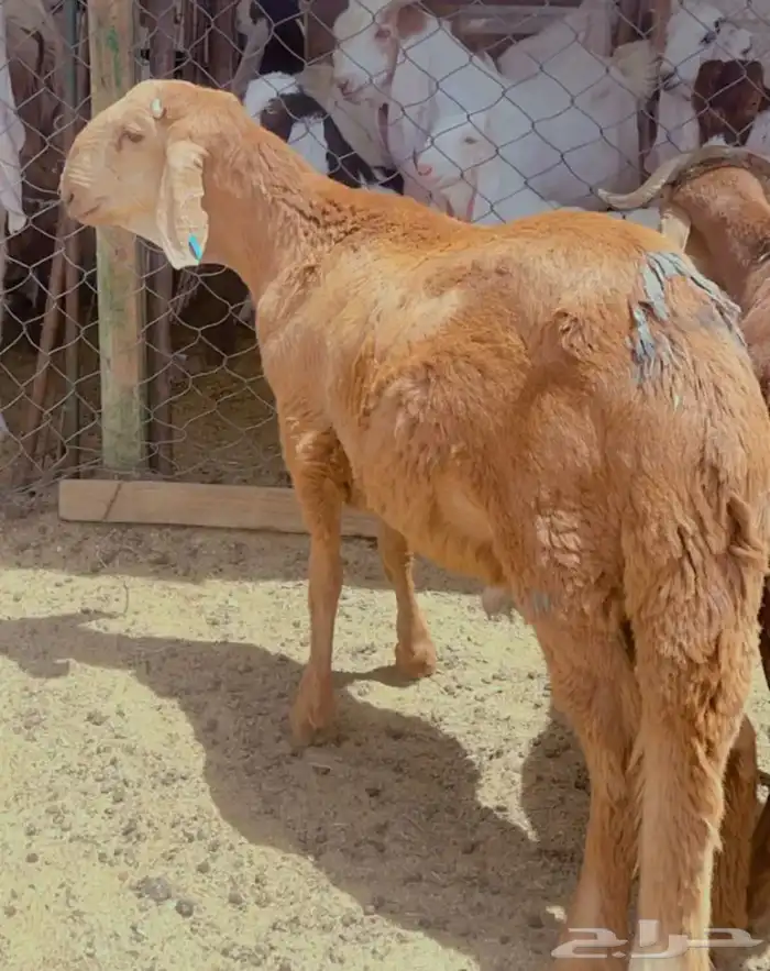 سواكن سواكن 0