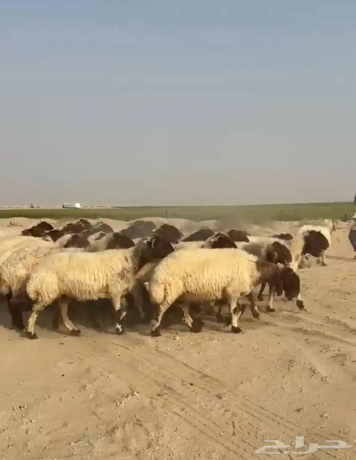 غنم نعيم صنف وفاخره وطيبه للبيع 0
