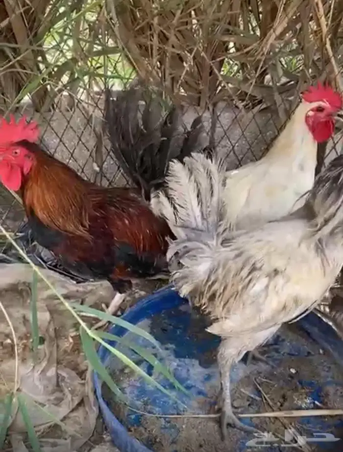 طيور 1