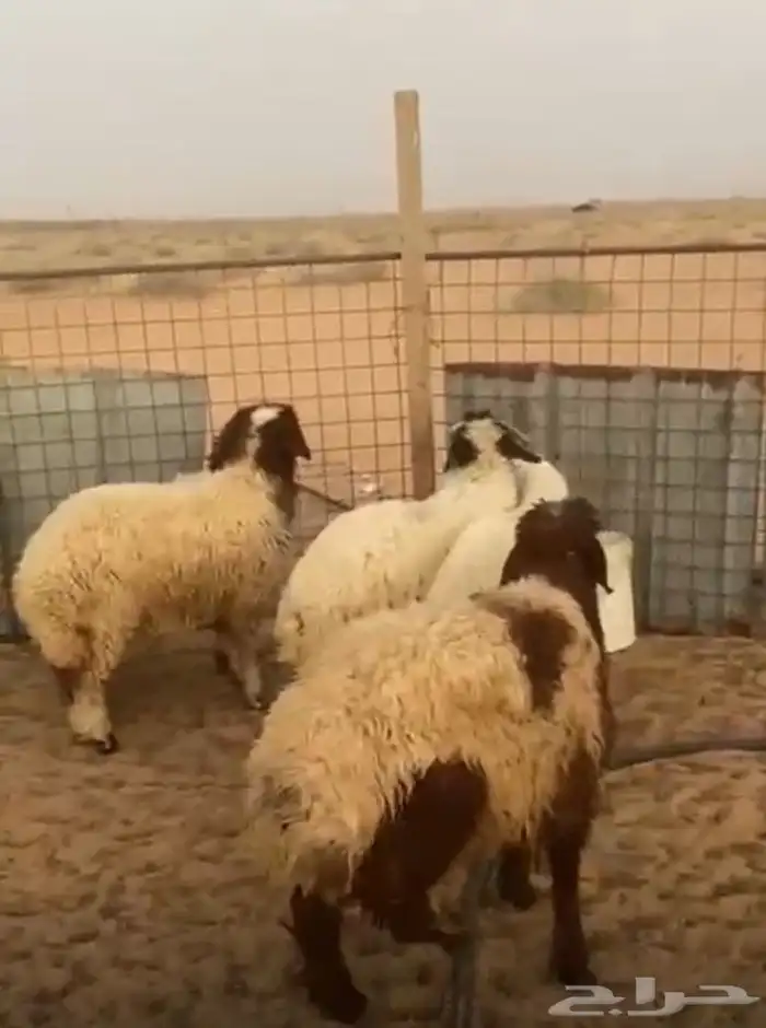 للبيع ذبائح مغلقة طبيات ثلاثه خروفين ورخل سته ورخلتين خمسه 1