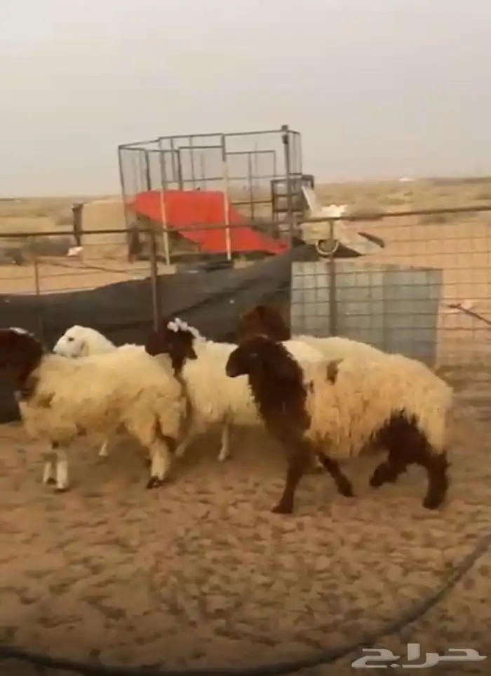 للبيع ذبائح مغلقة طبيات ثلاثه خروفين ورخل سته ورخلتين خمسه 0