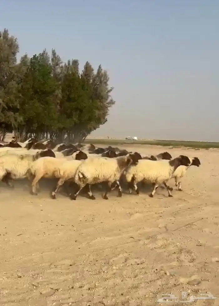 غنم نعيم صنف وفاخره وطيبه للبيع 1