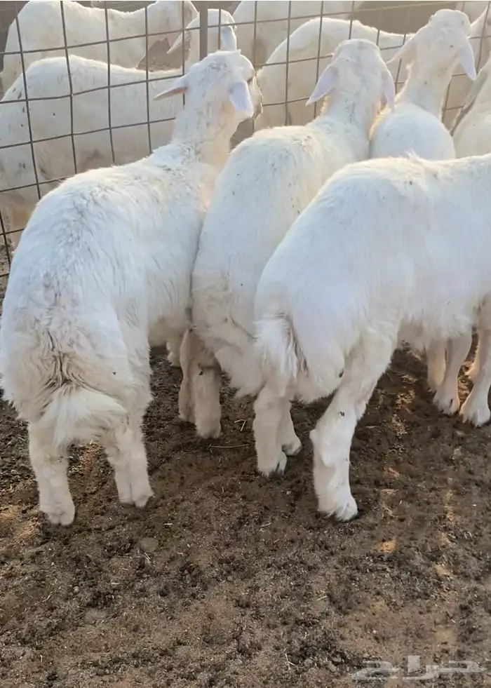 خرفان طيبه و سمان 0
