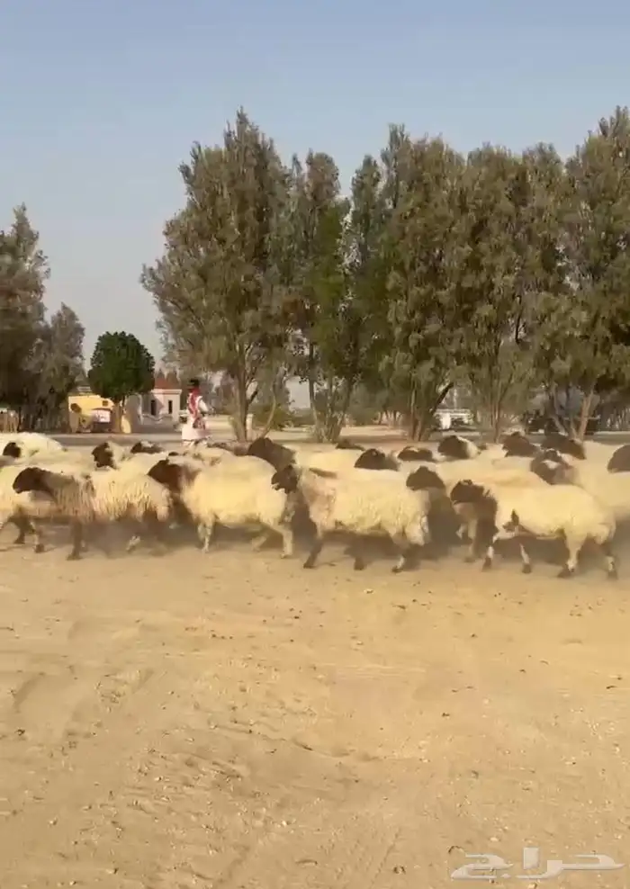 غنم نعيم صنف وفاخره وطيبه للبيع 4