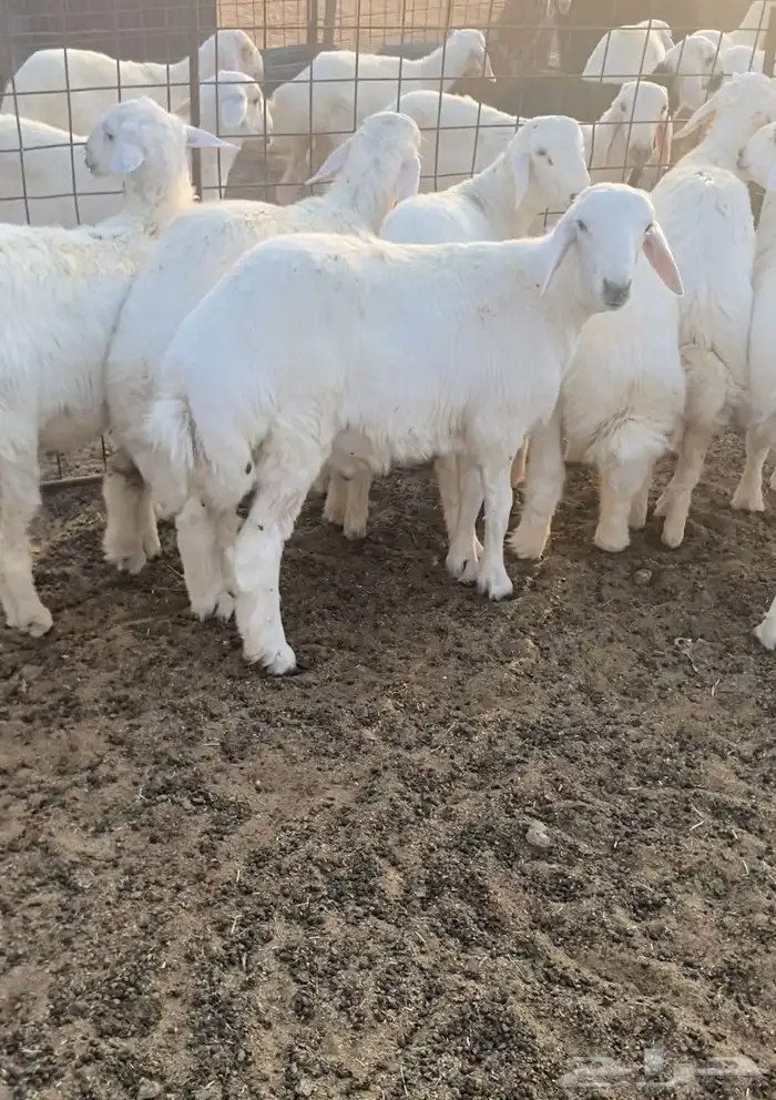 خرفان طيبه و سمان 1