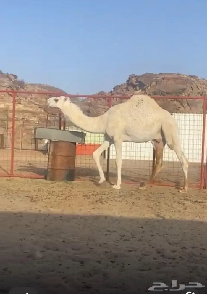 للبيع قعود مفرود. باتلي على بعير الامير عبدالعزيز بن فهد 0