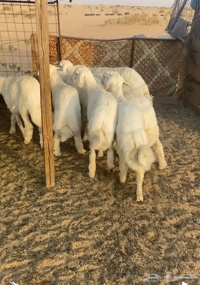 خرفان طيبه و سمان 2