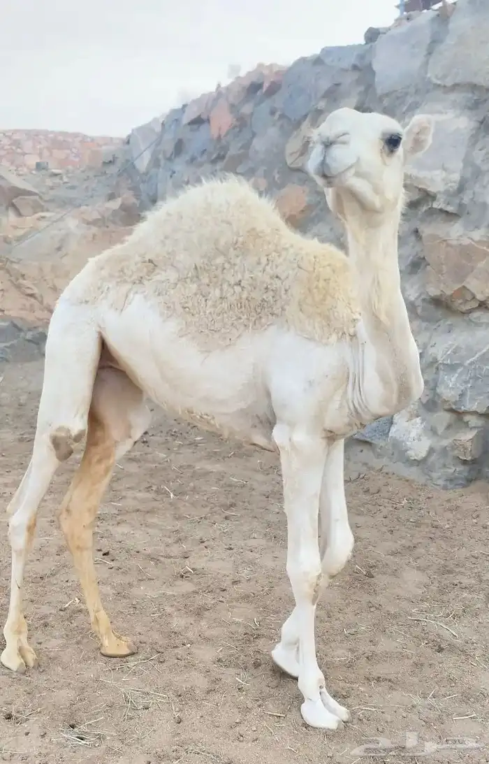 بكرة 0