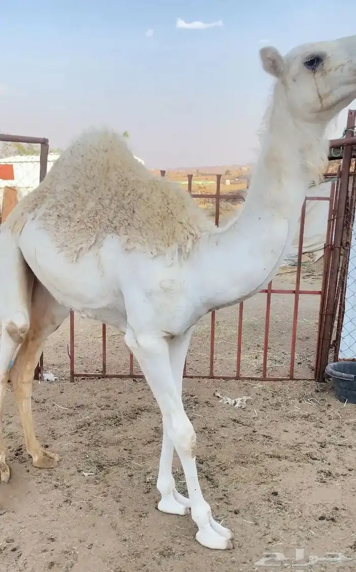 بكرة 2