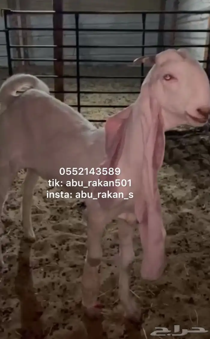 عنز جفره مطوره 1