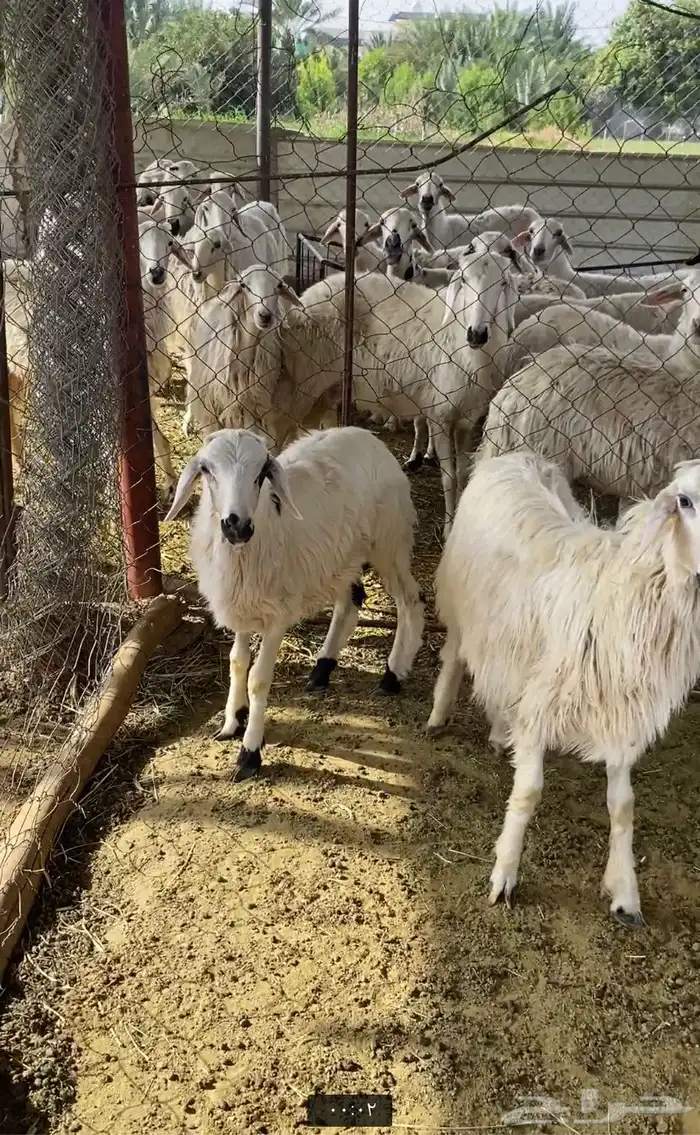 خروفين 7