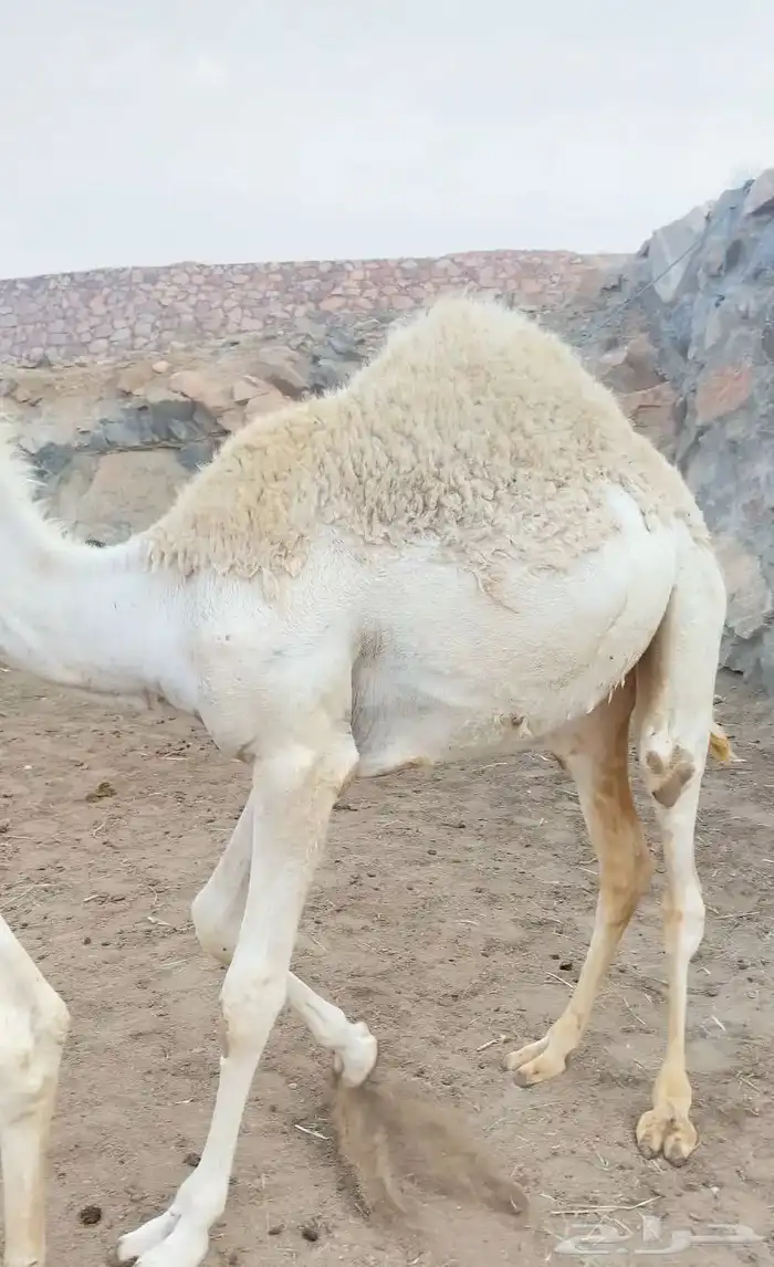 بكرة 1
