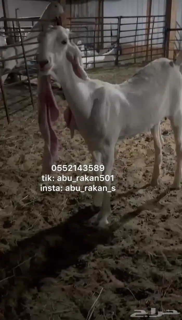 عنز جفره مطوره 0