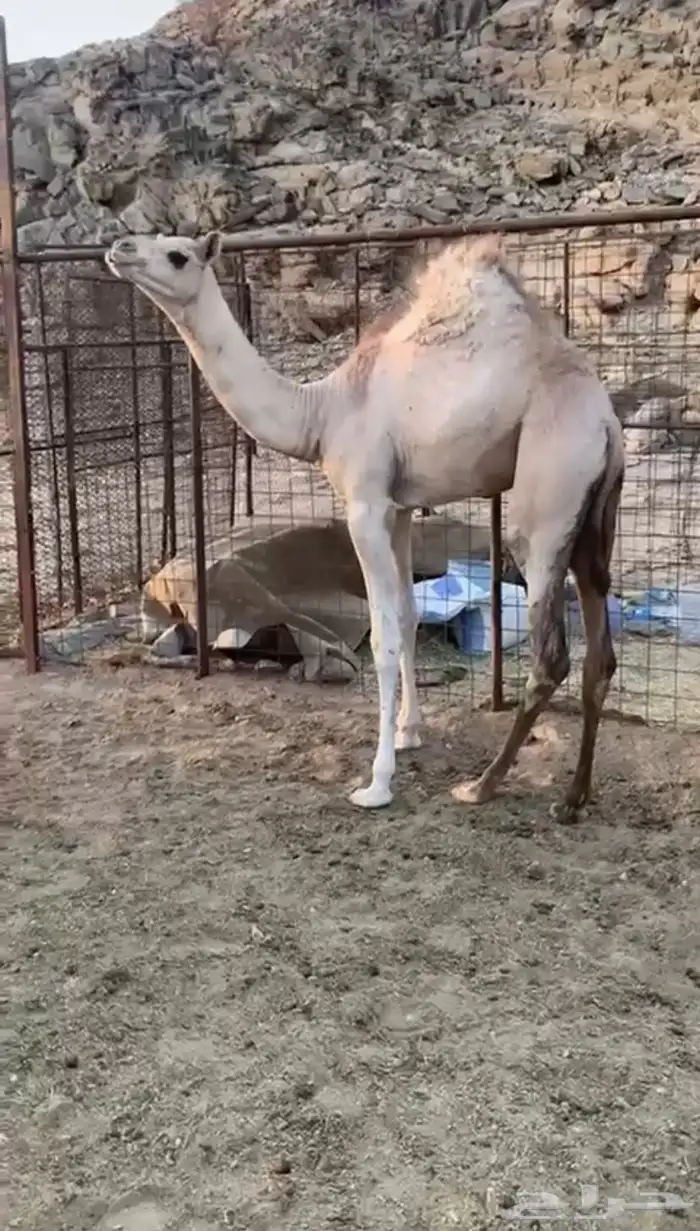 للبيع بكره حوره شكل فل وسلاله طيبه 6