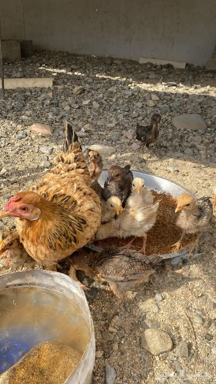 دجاجه معها 11 فرخ 1
