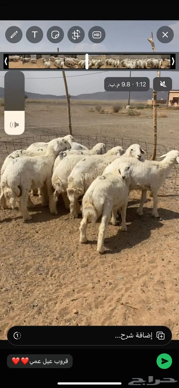 بهم فاخر شعره وطرف وشحم ذبائح برية ماجت سواق ولا غيرها 1