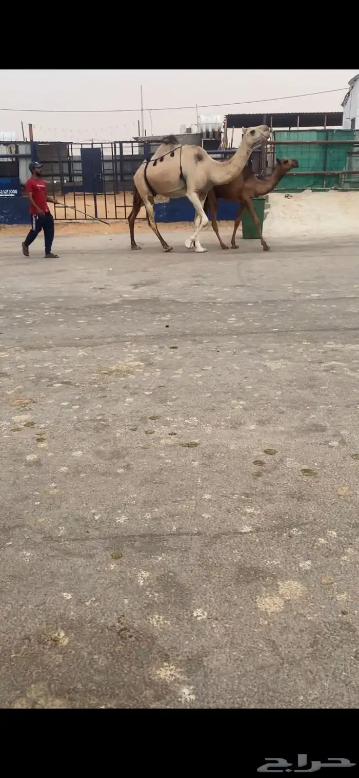 عشرا حدره قعود 0