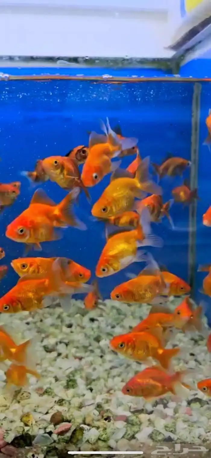جميع انواع اسماك الزينة و مستلزماتها 13