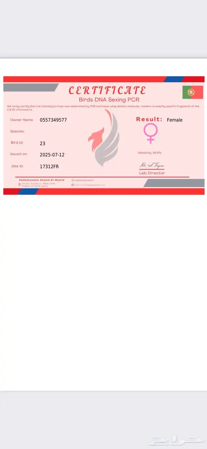 بغبغاء دره هولندي اللون ازرق للبيع 7