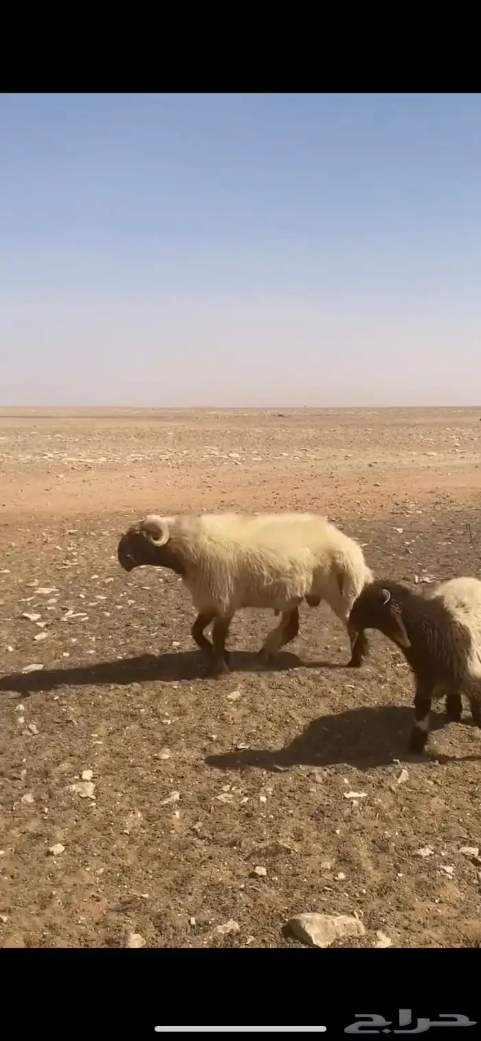 خروف خصم صنف 0