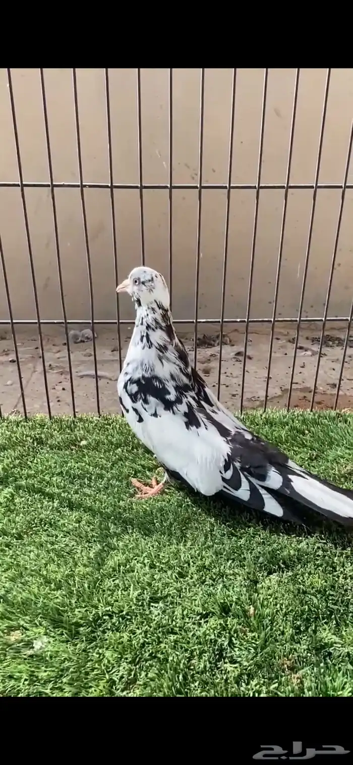 قطايف نمش 0