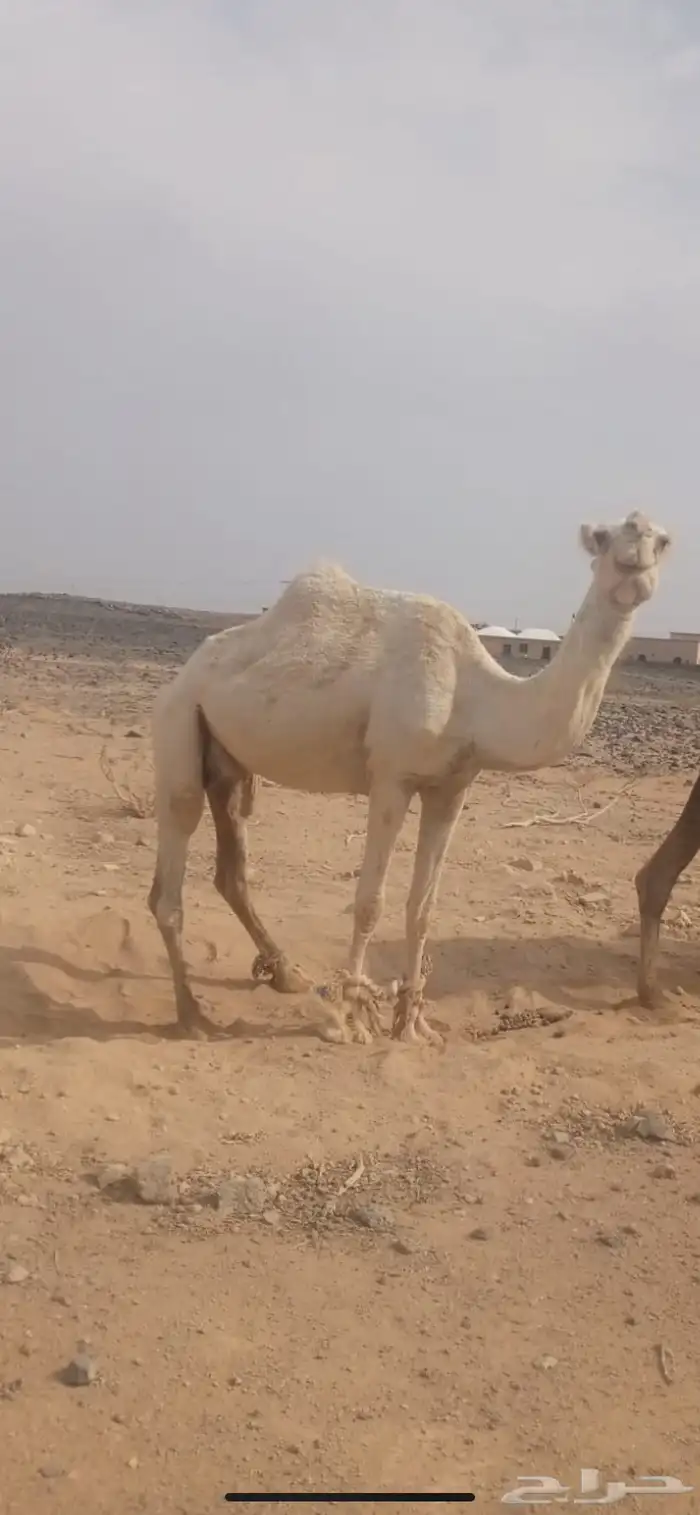 ناقه خلفه هاديه وطيبة بالحيل 1