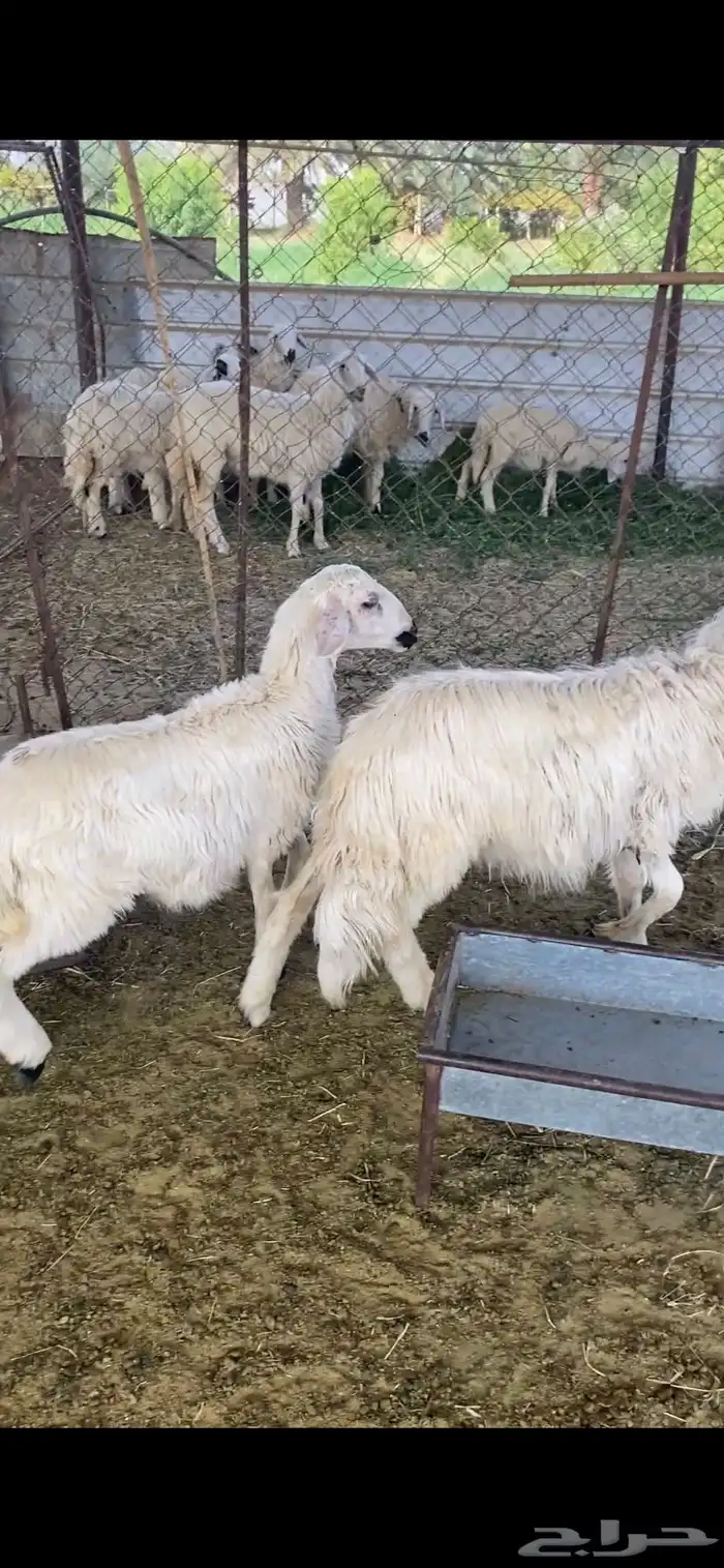 خروفين 1