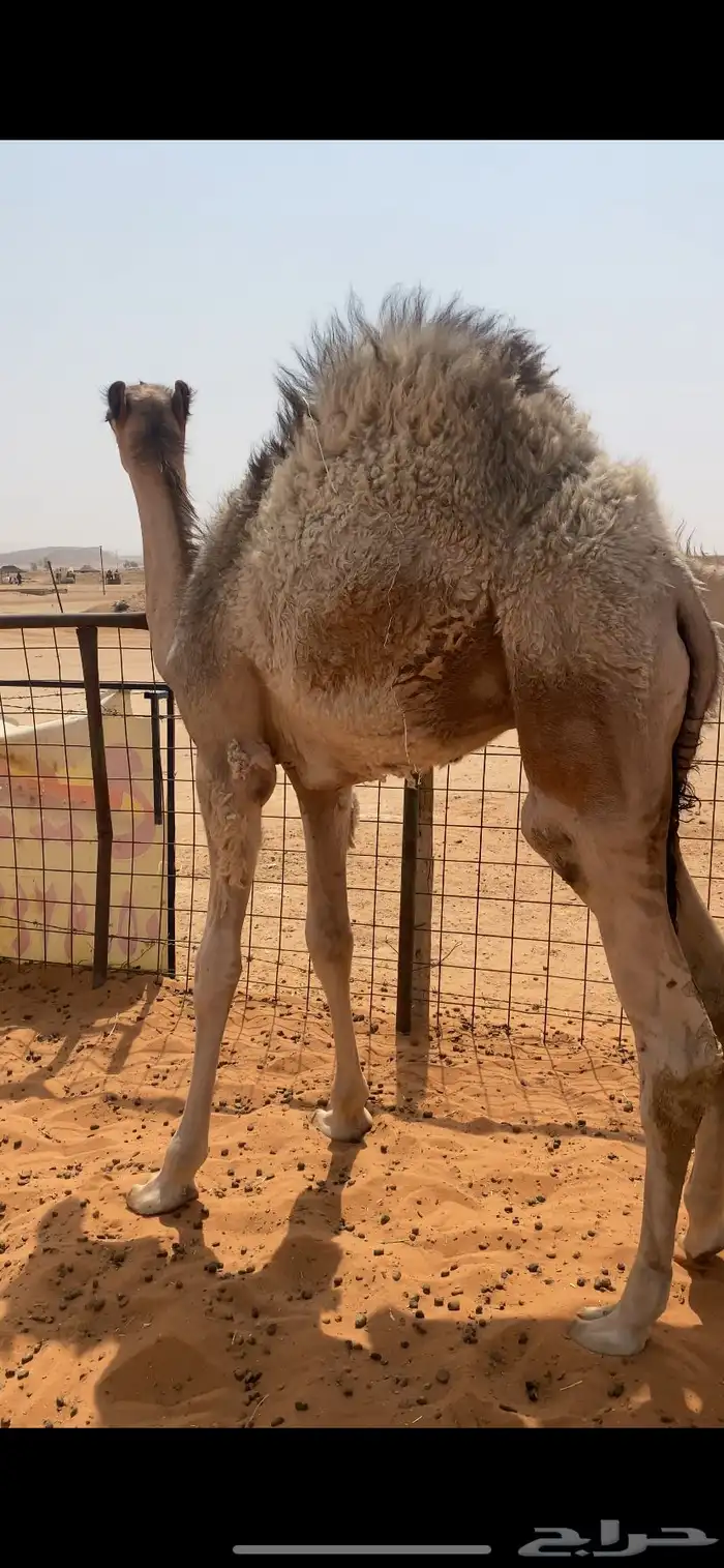 قعدان 2 طايشه 1