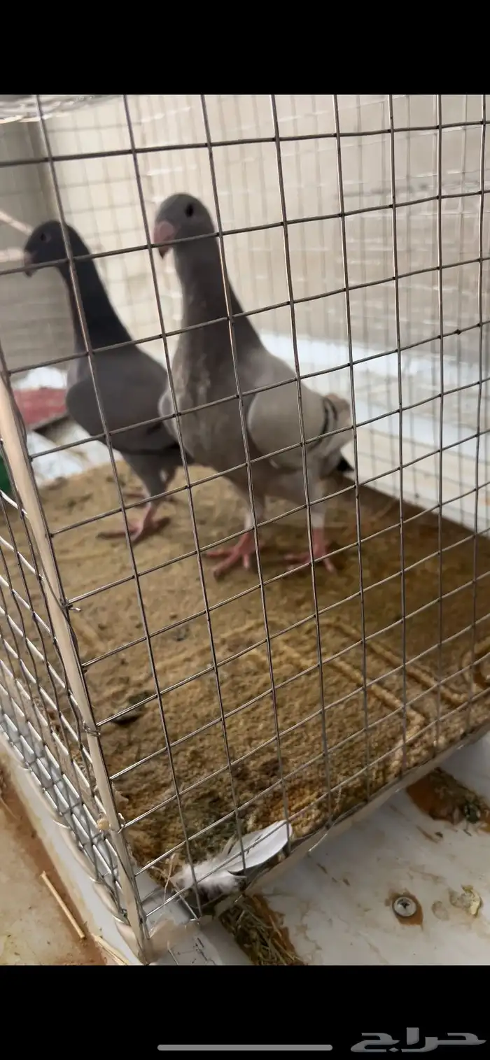 حمام طبه هومر 1