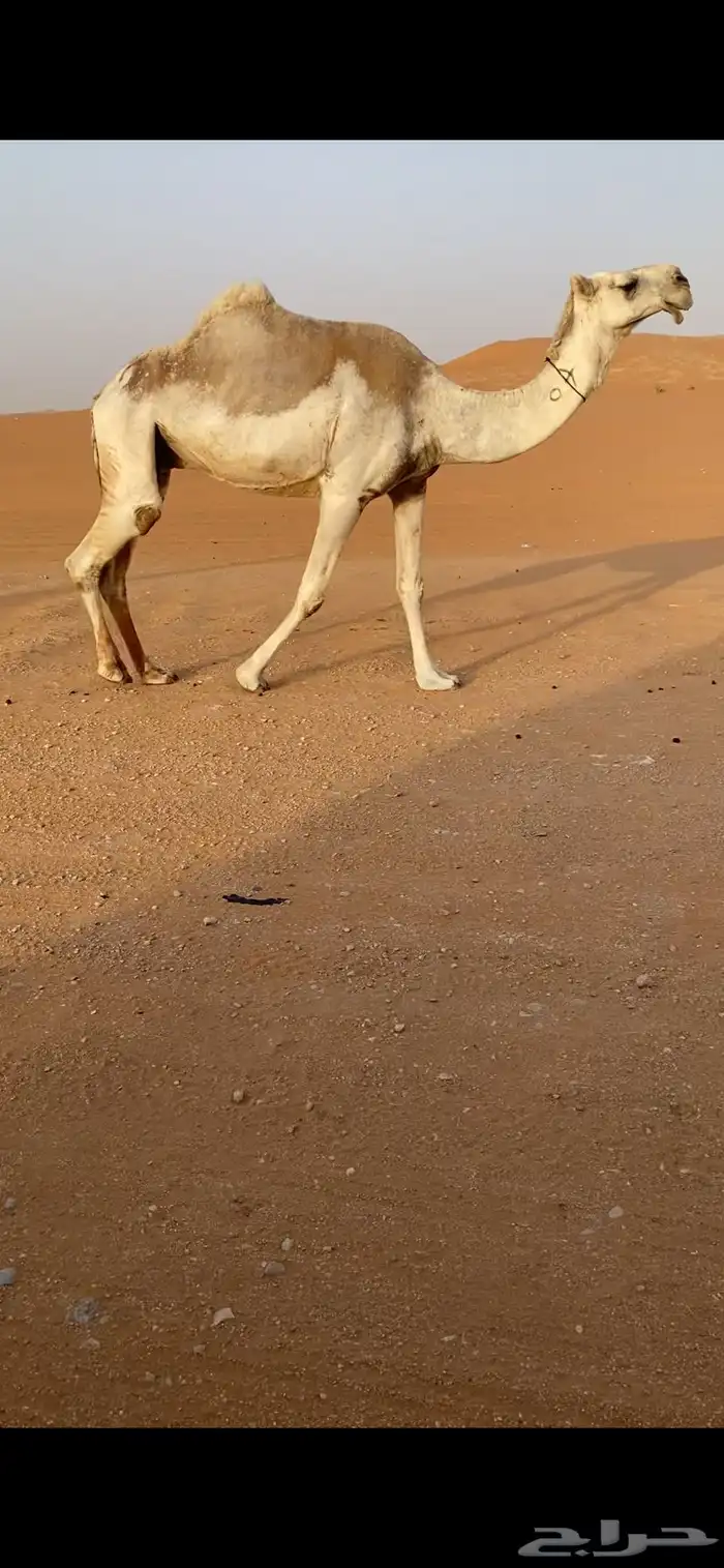 للبيع لقحه على ولد الحاكم كفوو 1